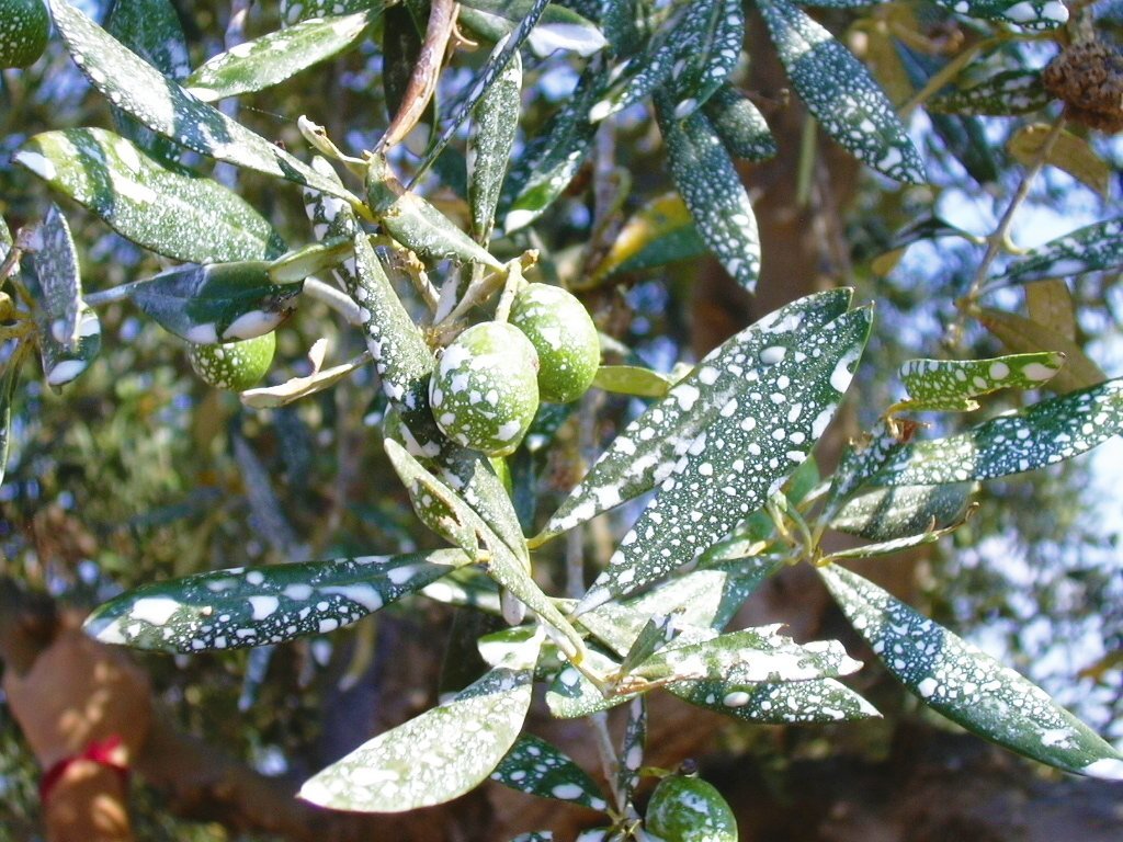 Olio di Neem 100% Puro e Naturale - Orto Easy