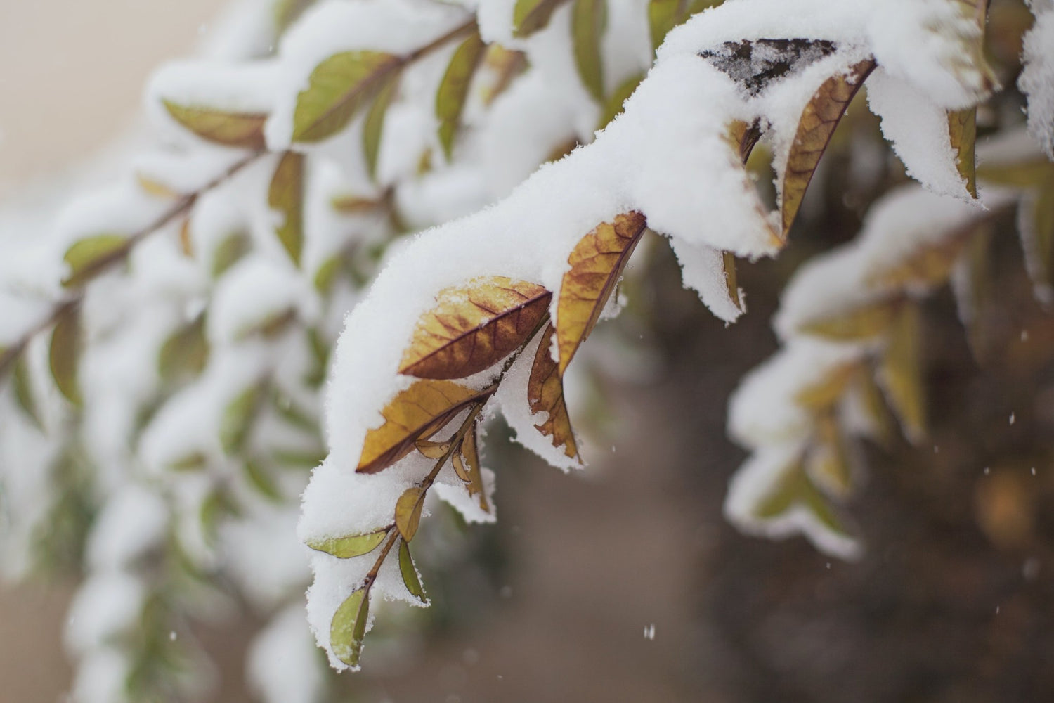 Come conservare l'Olio di Neem durante i mesi freddi: consigli per una conservazione efficace - Orto Easy